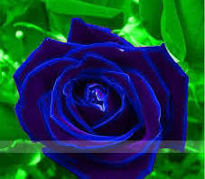 Rose Seeds - Violet Blue - 5 seeds