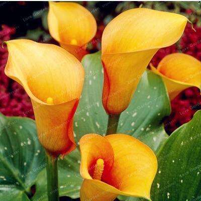 Calla Lily (yellow-orange) - 5 seeds