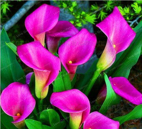 Calla Lily (pink) - 5 seeds