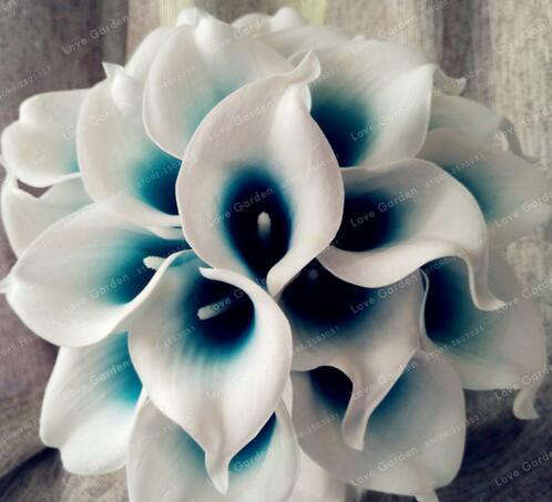 Calla Lily (White/Blue) - 5 seeds