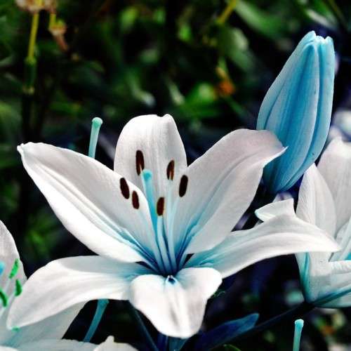 Blue Heart Lily - 5 seeds