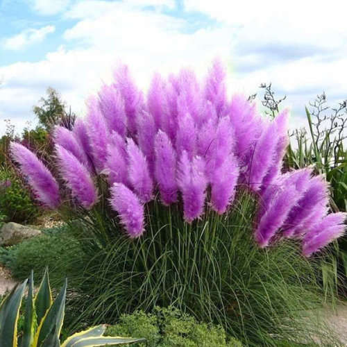Pampas Grass (Purple) - 5 seeds
