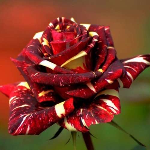 Rose Seeds - Abracadabra - 5 seeds
