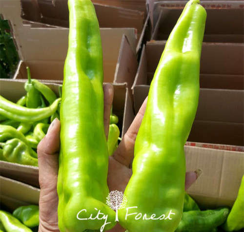 Giant Long Hot Pepper - 10 seeds