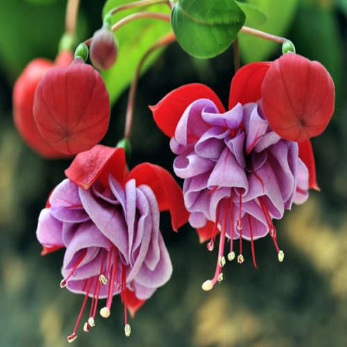 Chinese Enkianthus - 5 seeds
