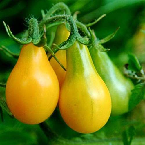 Yellow Pear Tomato  - 10 seeds