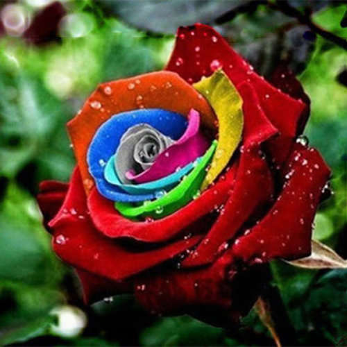 Rose Seeds - Rainbow - 5 seeds