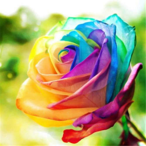 Rose Seeds - Rainbow - 5 seeds