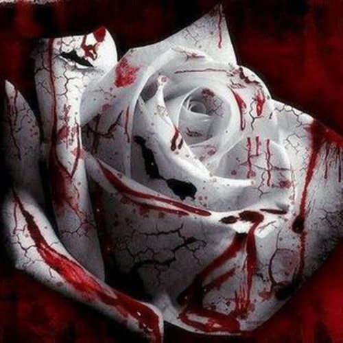 Rose Seeds - Bloody Rose - 5 seeds