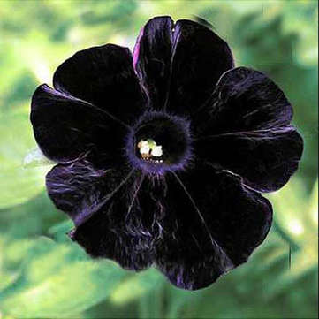 Petunia seeds - Black - 5 seeds