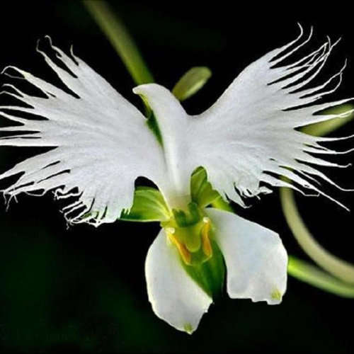 Japanese Egret Orchid seeds - 5 seeds