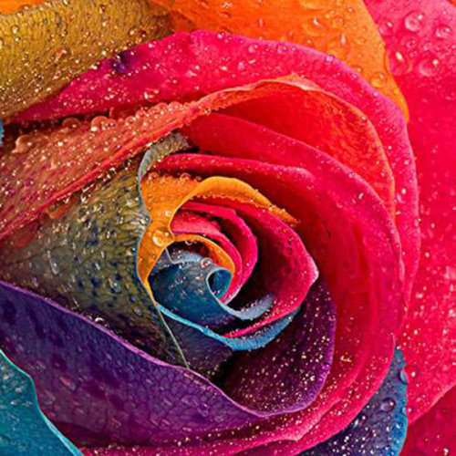 Rose Seeds - Blue Rainbow - 5 seeds
