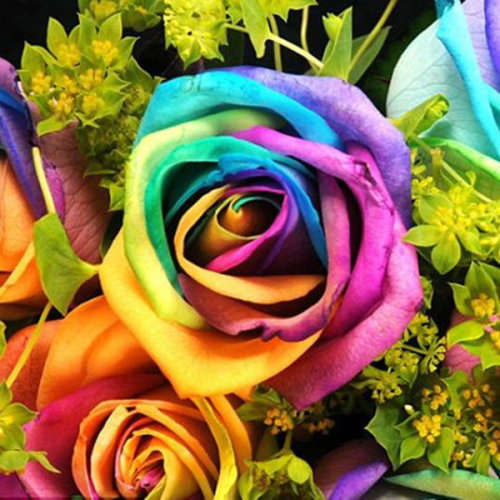 Rose Seeds - Rainbow - 5 seeds