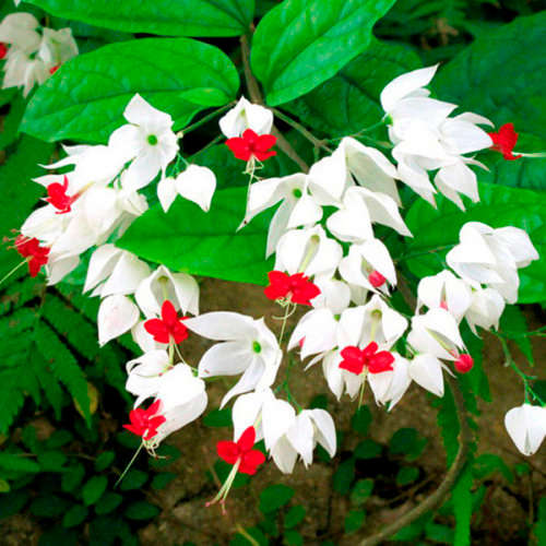 Bleeding Glory Bower - 5 seeds