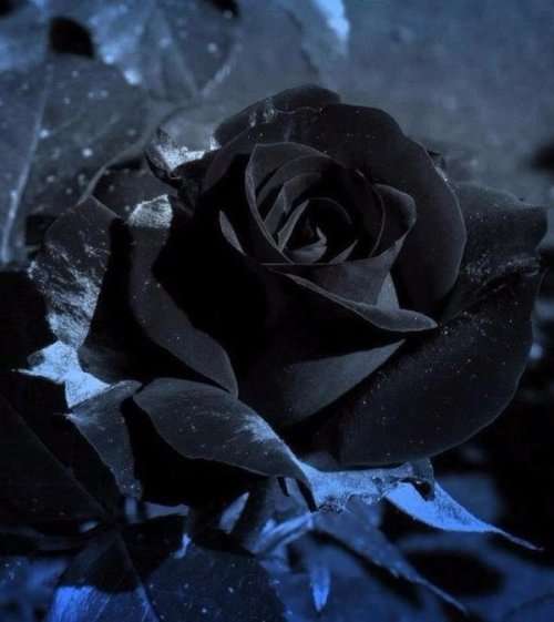 Rose Seeds - Black - 5 seeds