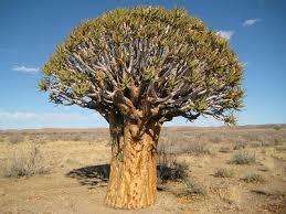 Aloe Dichotoma Seeds - Quiver Tree - 5 seeds