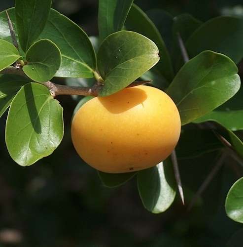 Dovyalis Caffra Seeds - Kei Apple - 5 seeds