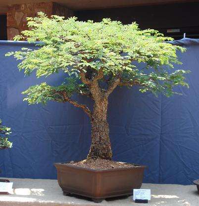 Monkey Thorn Tree (Acacia Galpinii) - 5 seeds