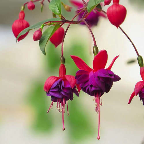 Fuschia Hybrida Seeds - 5 seeds