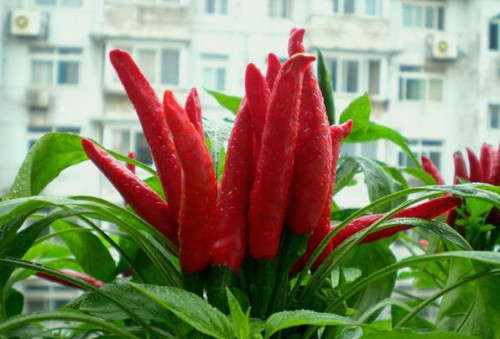 Red Pepper  - 10 seeds