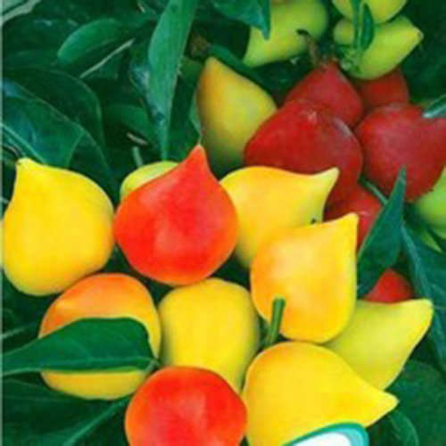 Peach Pepper Seeds - 5 Seeds
