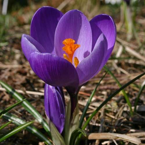 Crocus Vernus - 5 seeds