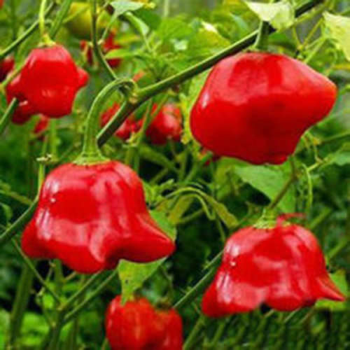 Wind Chimes Pepper Seeds - 5 Seeds