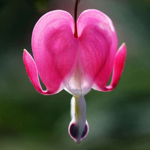 Pacific Bleeding Heart - 5 seeds