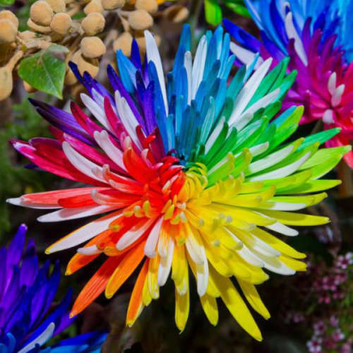 Rainbow Chrysanthemum - 5 seeds