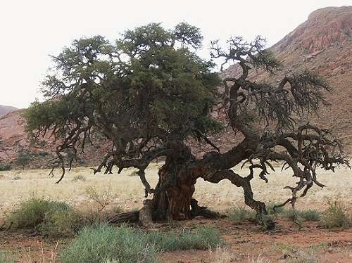 Camel Thorn (Acacia Erioloba) - 5 seeds