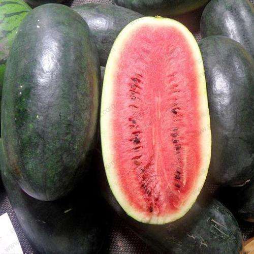 Black Tyrant Watermelon - 5 Seeds