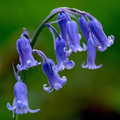 Bluebells - 5 Seeds