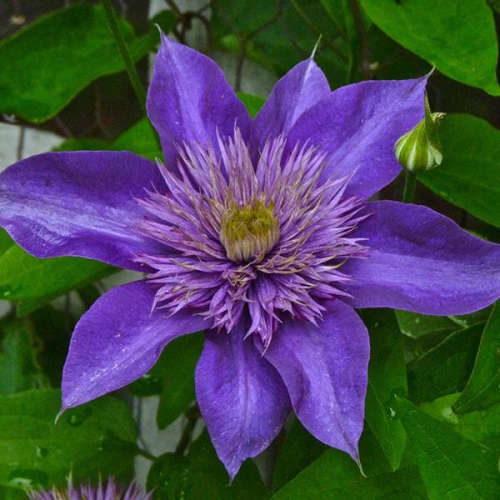 Clematis - Flowering Vine - 5 Seeds