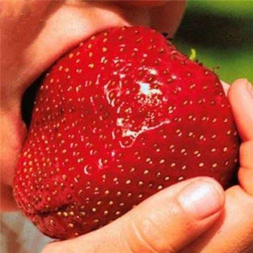 Giant Red Strawberry - 5 Seeds