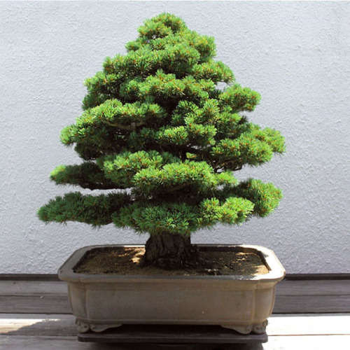 Japanese Cedar Semillas - 5 Seeds