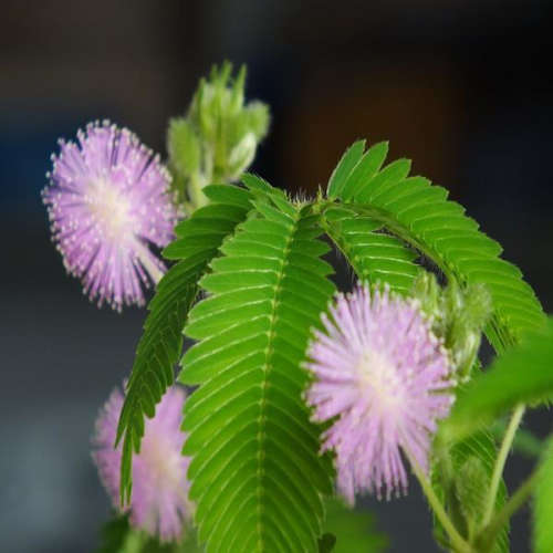 Mimosa Pudica - 5 Seeds