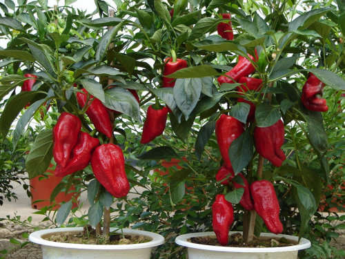 Sexy Beauty Pepper Seeds - 5 Seeds
