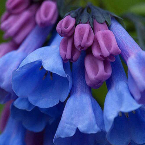 Campanula Bellflower - 5 Seeds
