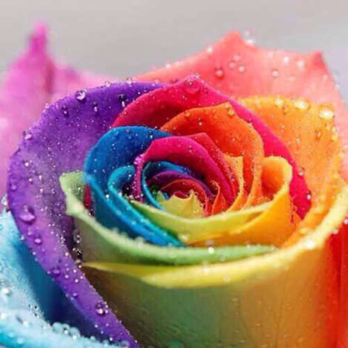 Rose Seeds - Rainbow - 5 seeds