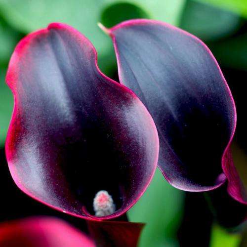 Calla Lily (Black with Red edge) - 5 seeds