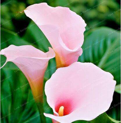 Calla Lily (Light Pink) - 5 seeds