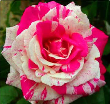 Rose Seeds - Pink and White - 5 seeds