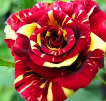Rose Seeds - Meteor - 5 seeds