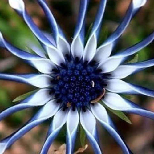 Blue Eye Daisy - 5 Seeds