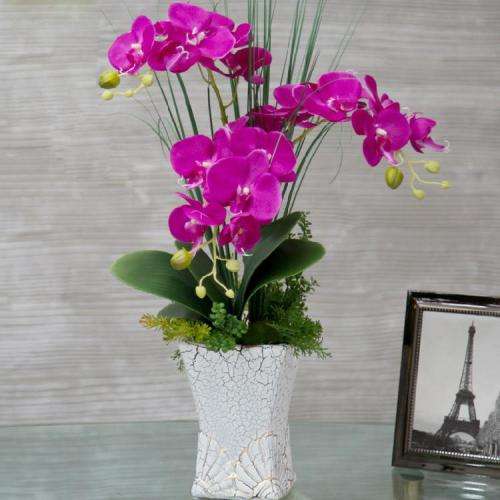 Phalaenopsis Orchid (Moth Orchid) - Purple - 5 seeds