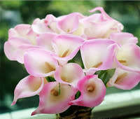 Calla Lily (Pink and White) - 5 seeds