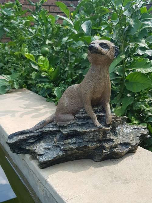 Meercat - Lying