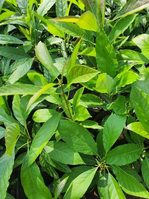 Fuerte Avocado Trees