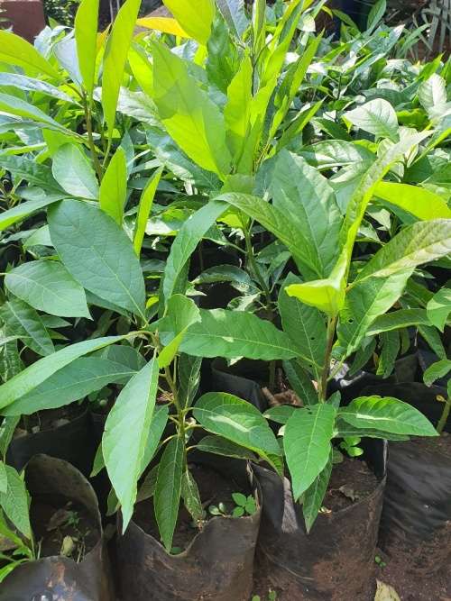 Fuerte Avocado Trees