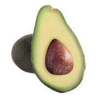 Fuerte Avocado Trees